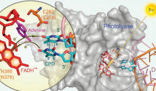 Photolyase DNA Repair Enzyme - Sunscreen is Not Enough