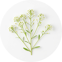 ARABIDOPSIS EXTRACT