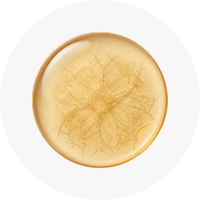 MICROCOCCUS LYSATE